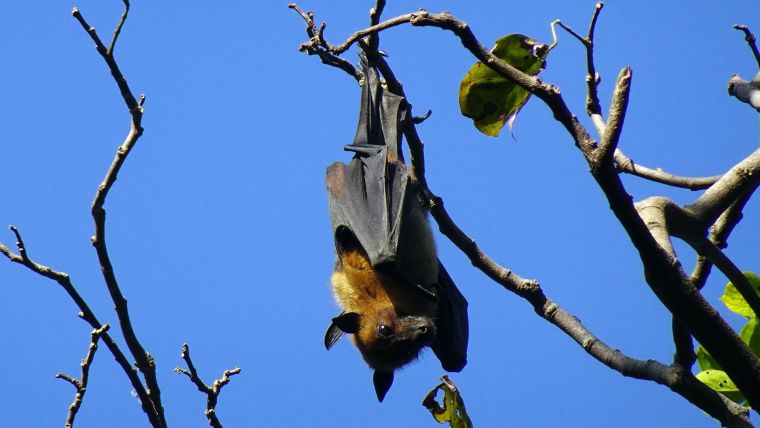 Fruit bat in tree