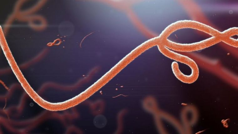 Computer generated image of Ebola virus